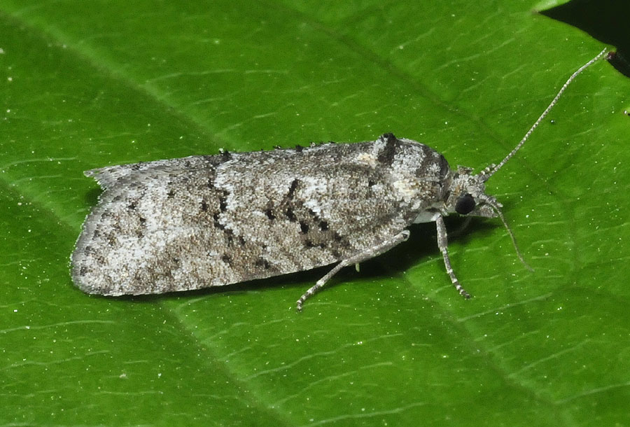 Cnephasia cfr communana. - Torticidae